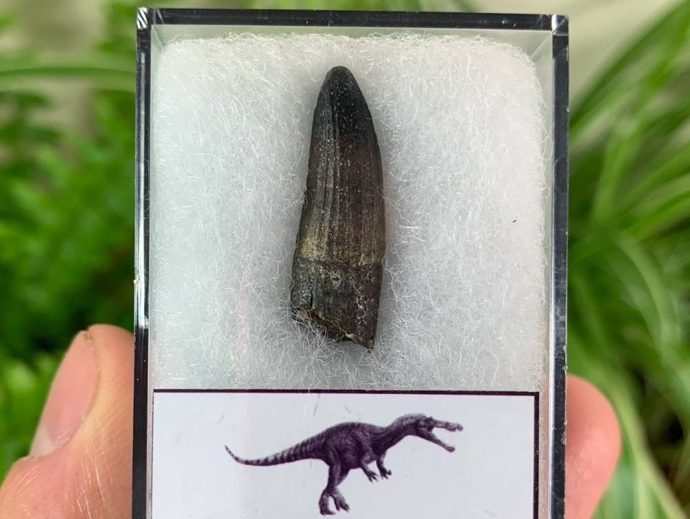 Suchomimus Tooth - 0.94 inch #05