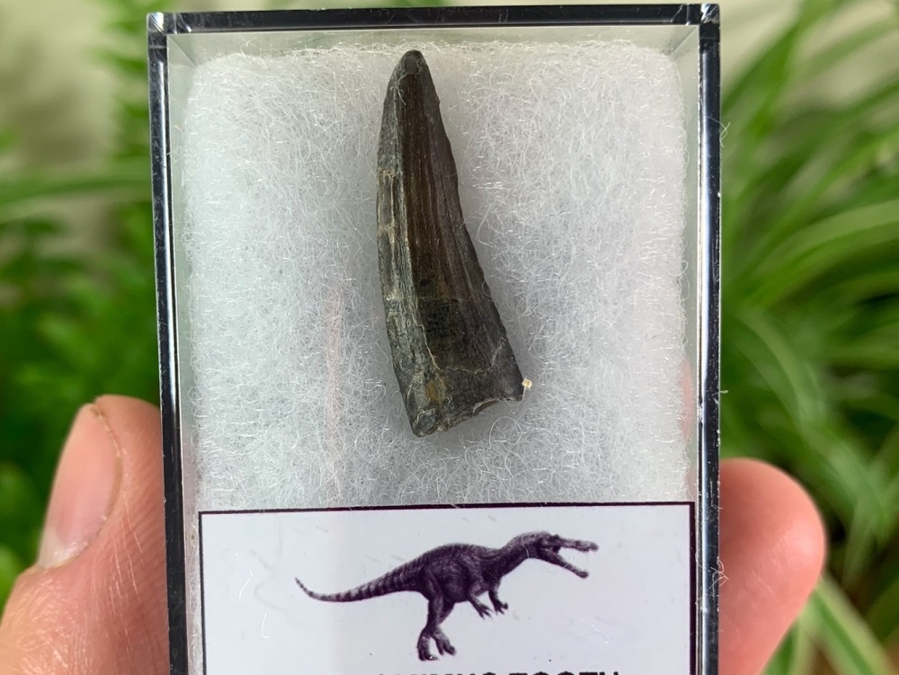 Suchomimus Tooth - 1.03 inch #09