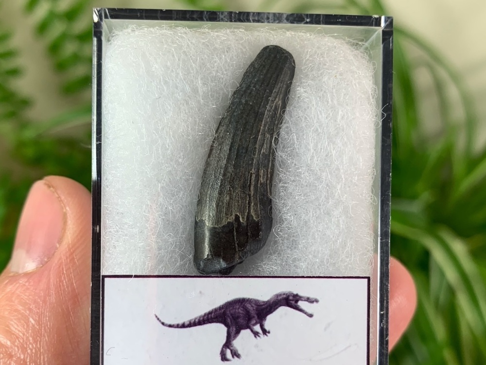 Suchomimus Tooth - 1.19 inch #10
