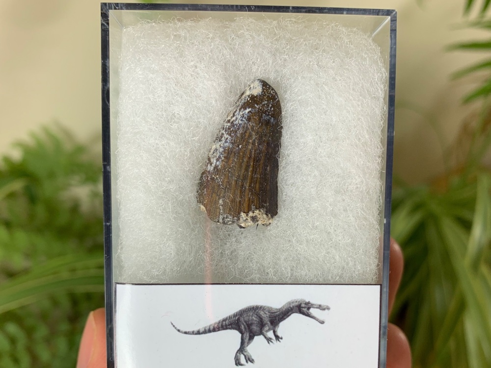 Suchomimus Tooth - 1.03 inch #12