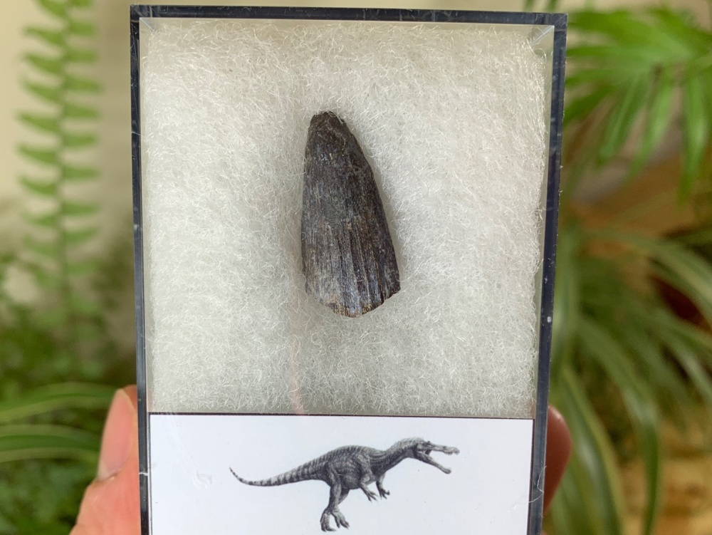 Suchomimus Tooth - 1 inch #13