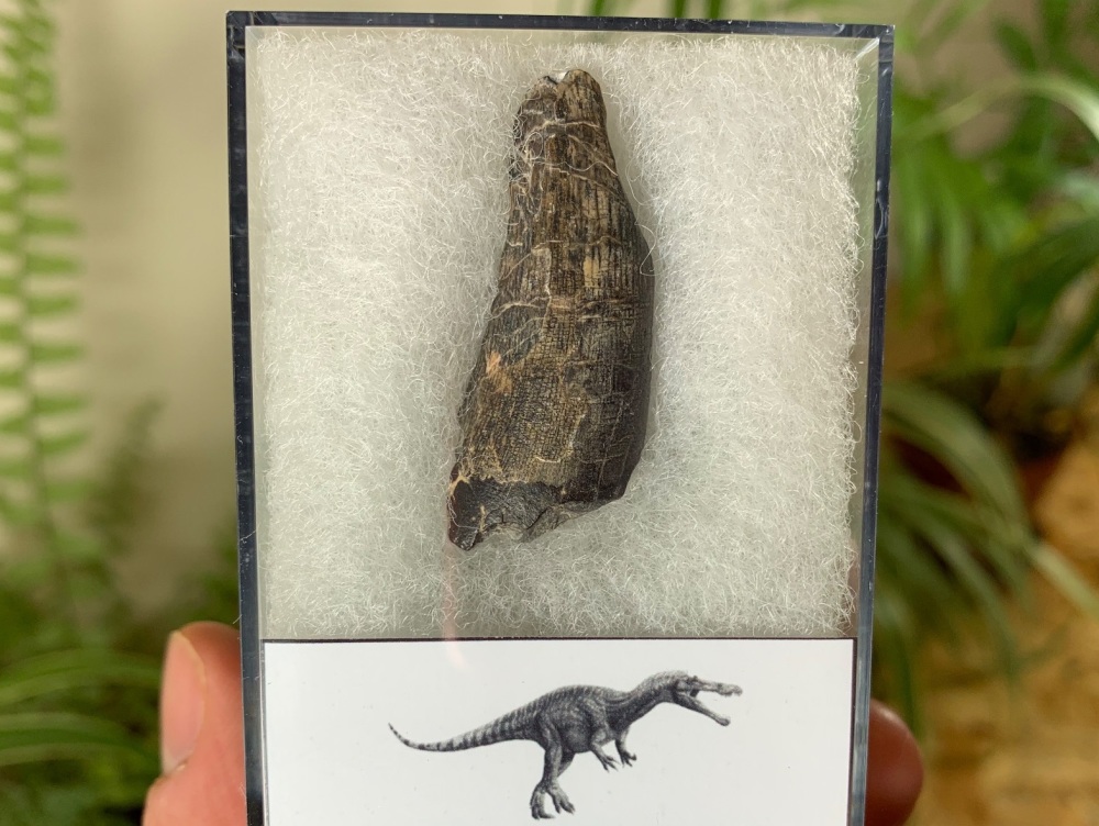 Suchomimus Tooth - 1.5 inch #15