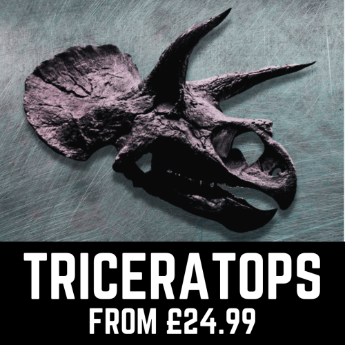 Dino Fossils UK Huge Selection of Fossils For Sale.