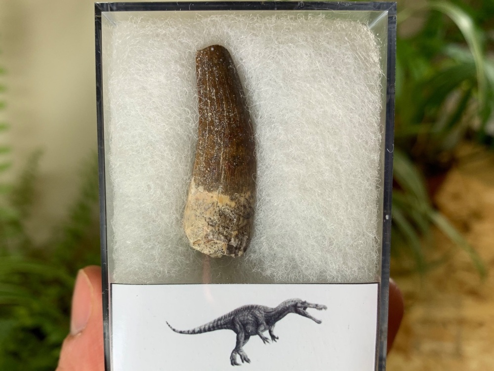 Suchomimus Tooth - 1.5 inch #19