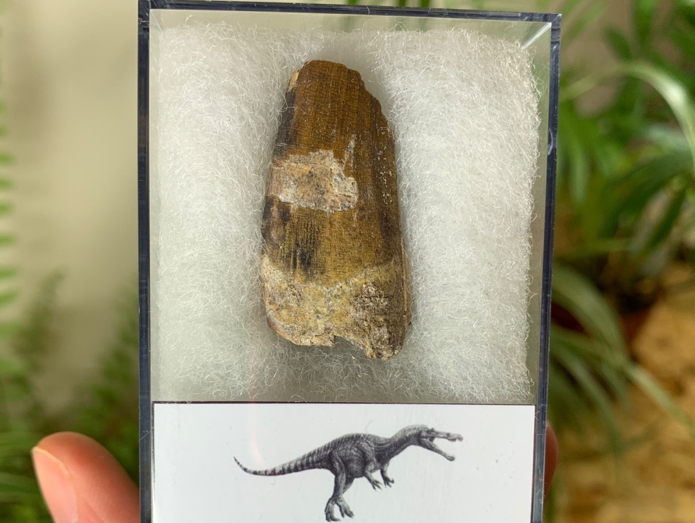 Suchomimus Tooth - 1.38 inch #20