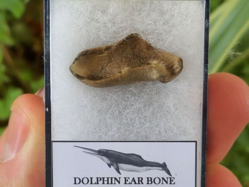 Dolphin Ear Bone #01