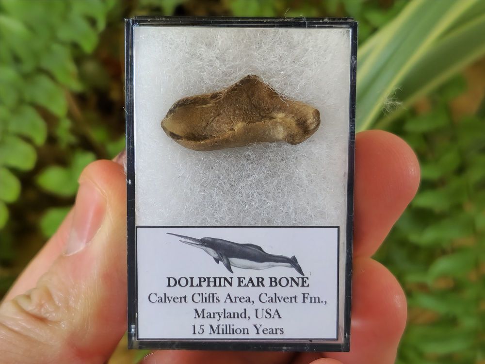 Dolphin Ear Bone #01
