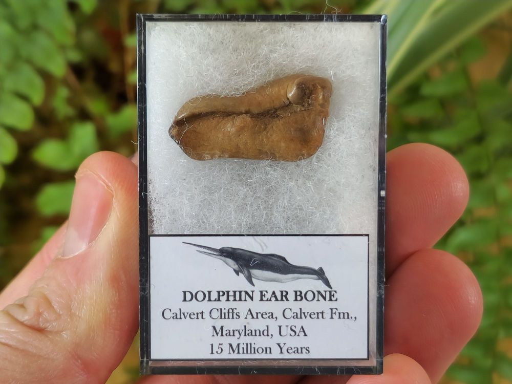 Dolphin Ear Bone #02