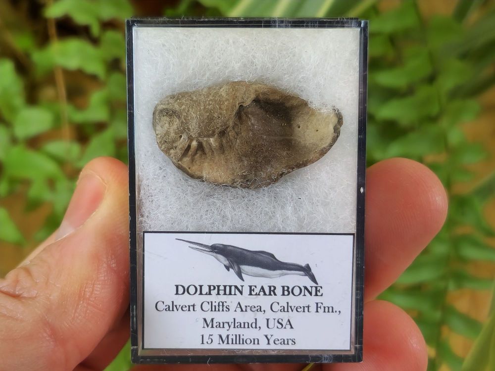 Dolphin Ear Bone #03