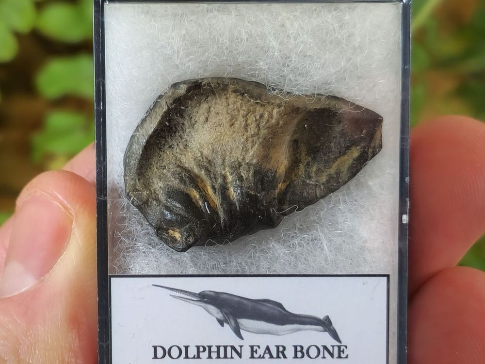 Dolphin Ear Bone #05