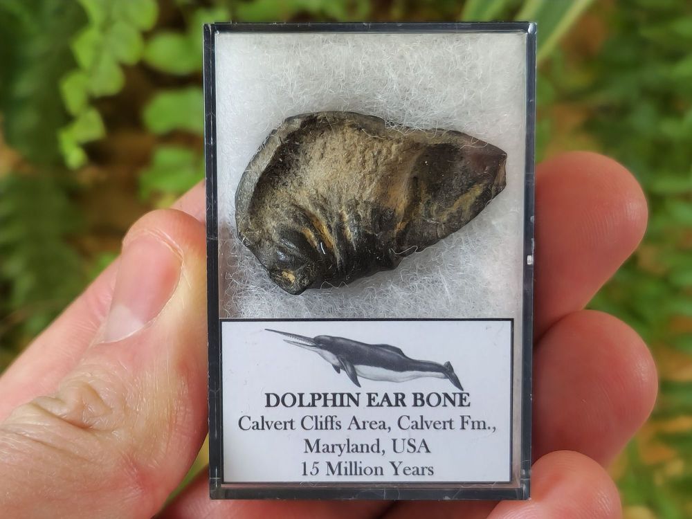 Dolphin Ear Bone #05