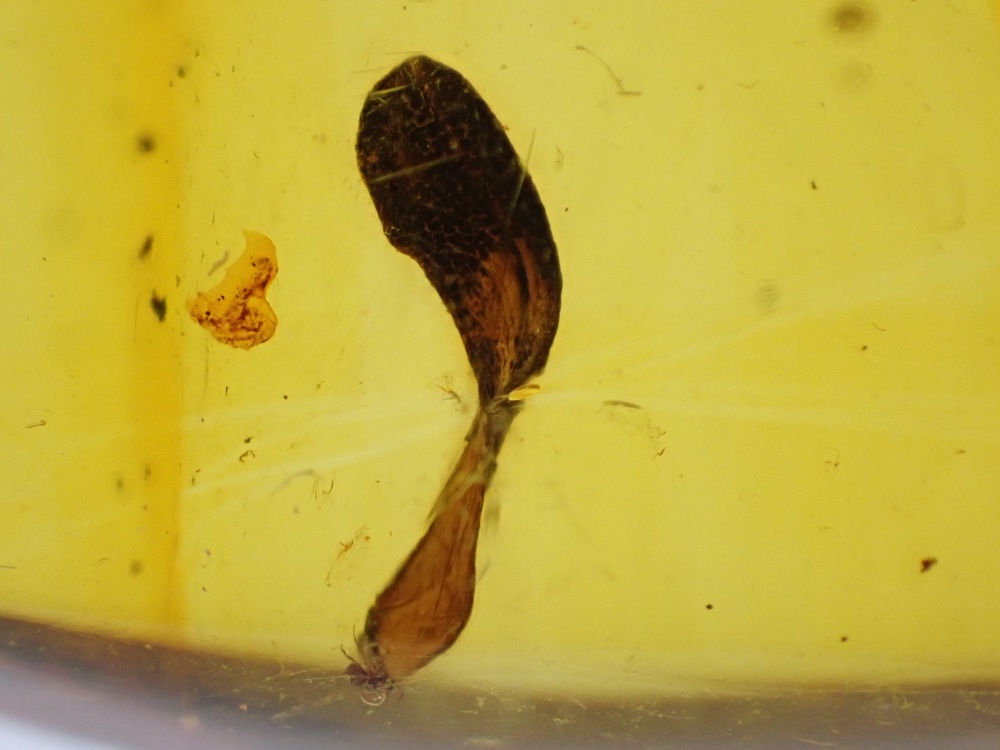 Dominican Amber Inclusion #04 (Leaf Inclusion)
