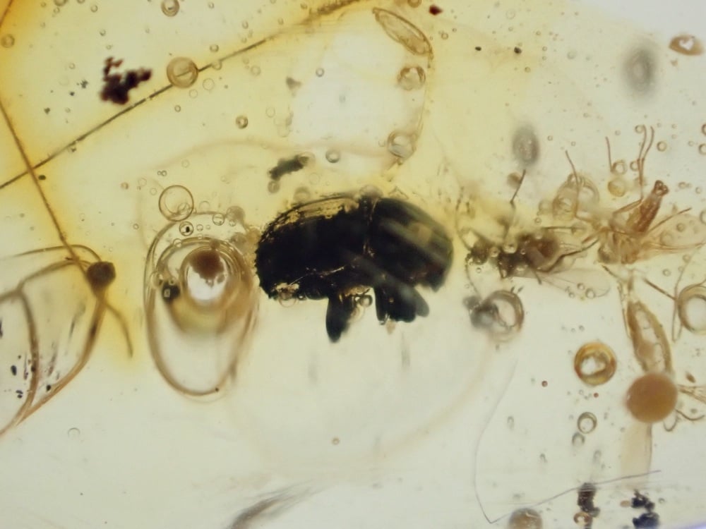 Dominican Amber Inclusion #12 (Beetle and Insect Inclusions)