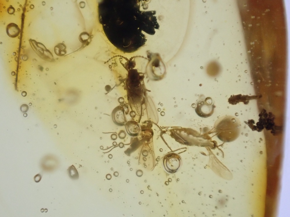 Dominican Amber Inclusion #12 (Beetle and Insect Inclusions)