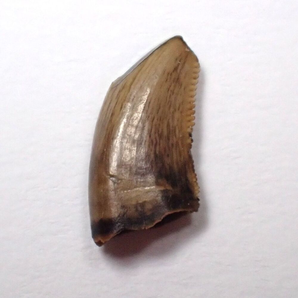 Saurornitholestes Dromaeosaur Tooth (Judith River Fm.) #01