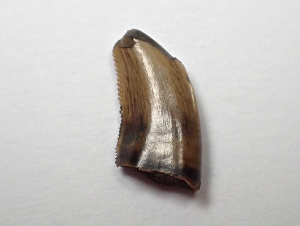 Saurornitholestes Dromaeosaur Tooth (Judith River Fm.) #01