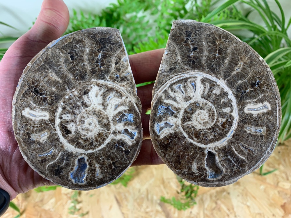 Cut & Polished Haematite Ammonite #10