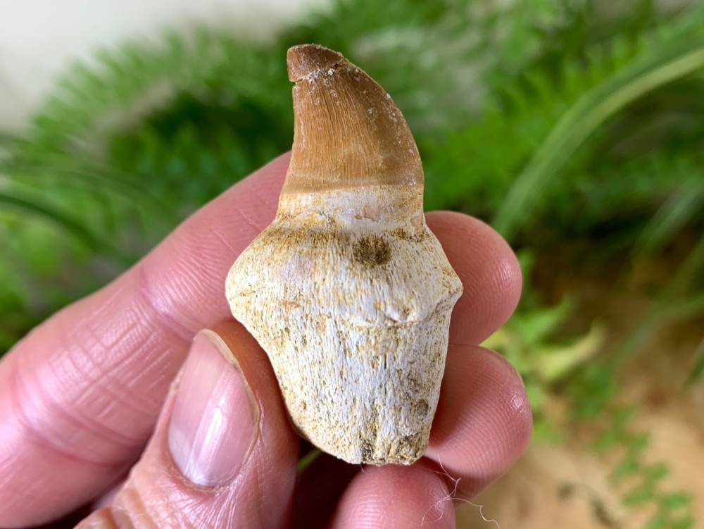 Rooted Mosasaur Tooth (1.63 inch) #06
