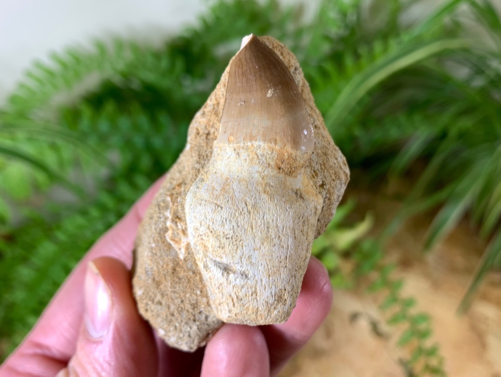 Rooted Mosasaur Tooth on Matrix #07