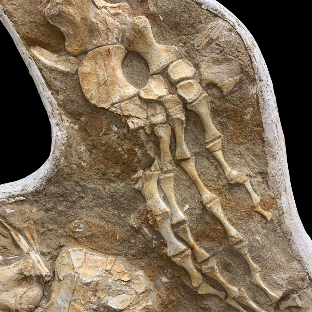 Mosasaur Paddles in Plaster Jacket