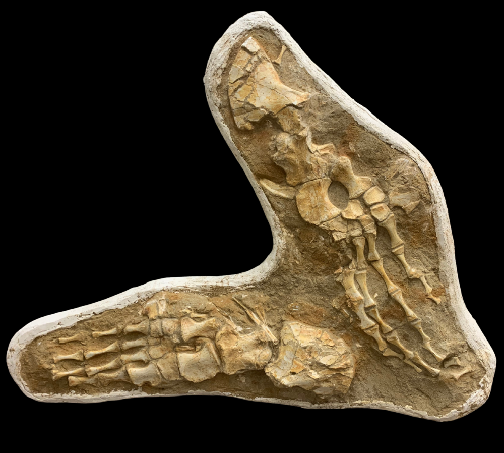 Mosasaur Paddles in Plaster Jacket