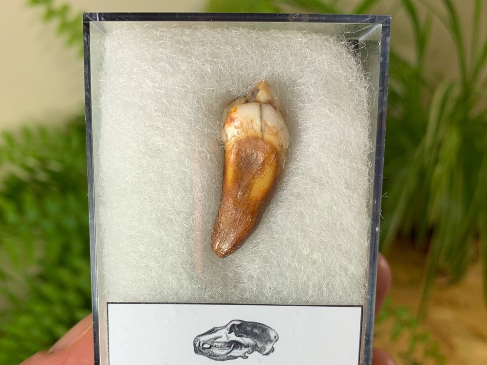 Ursus spelaeus Cave Bear Tooth (incisor) #04