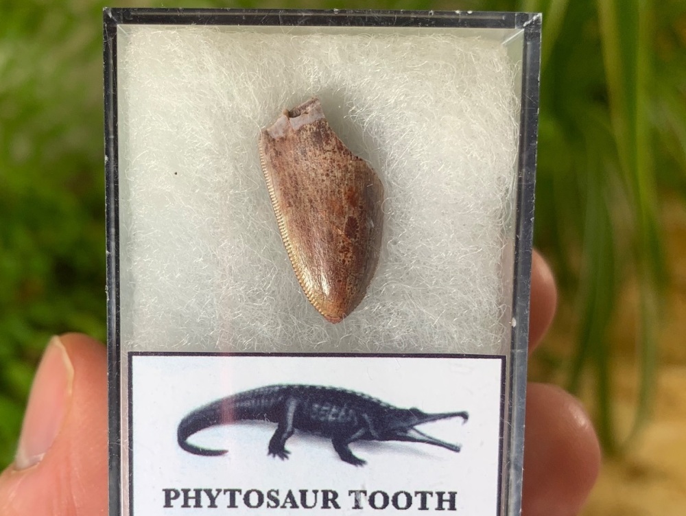 Phytosaur Tooth #01