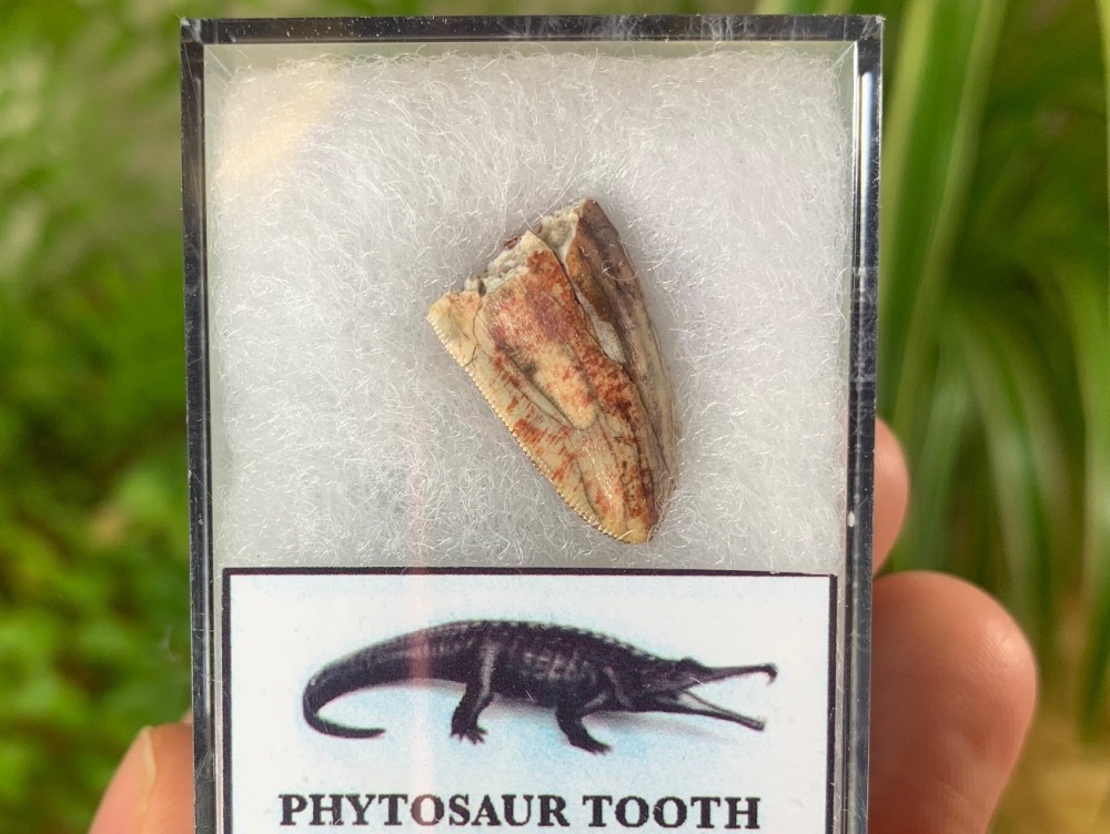 Phytosaur Tooth #02