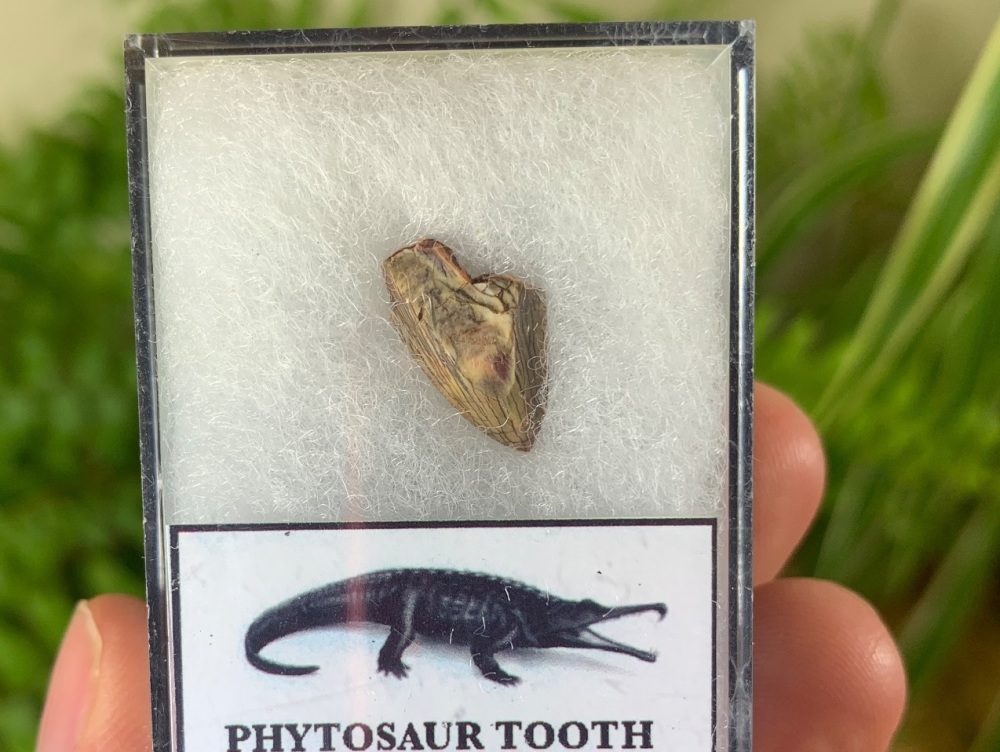 Phytosaur Tooth #03