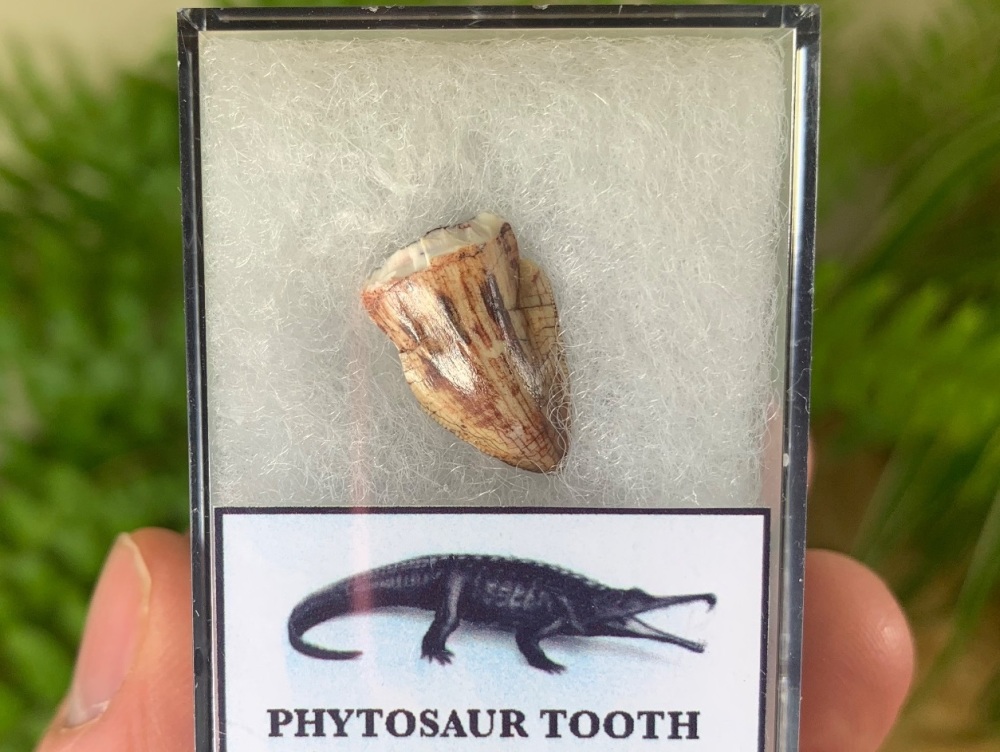 Phytosaur Tooth #04