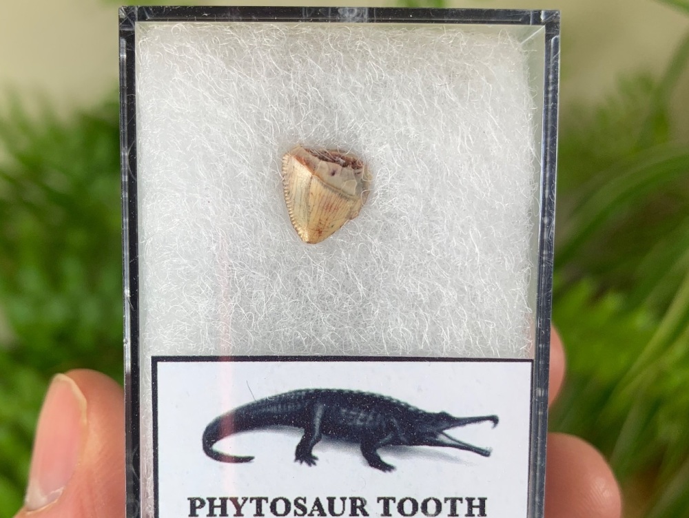 Phytosaur Tooth #05