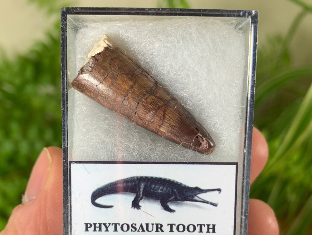Phytosaur Tooth #06