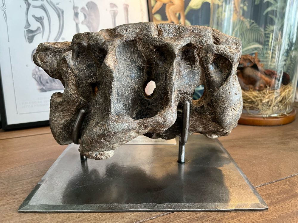 MUSEUM QUALITY Iguanodon Sacrum (Isle of Wight, UK)