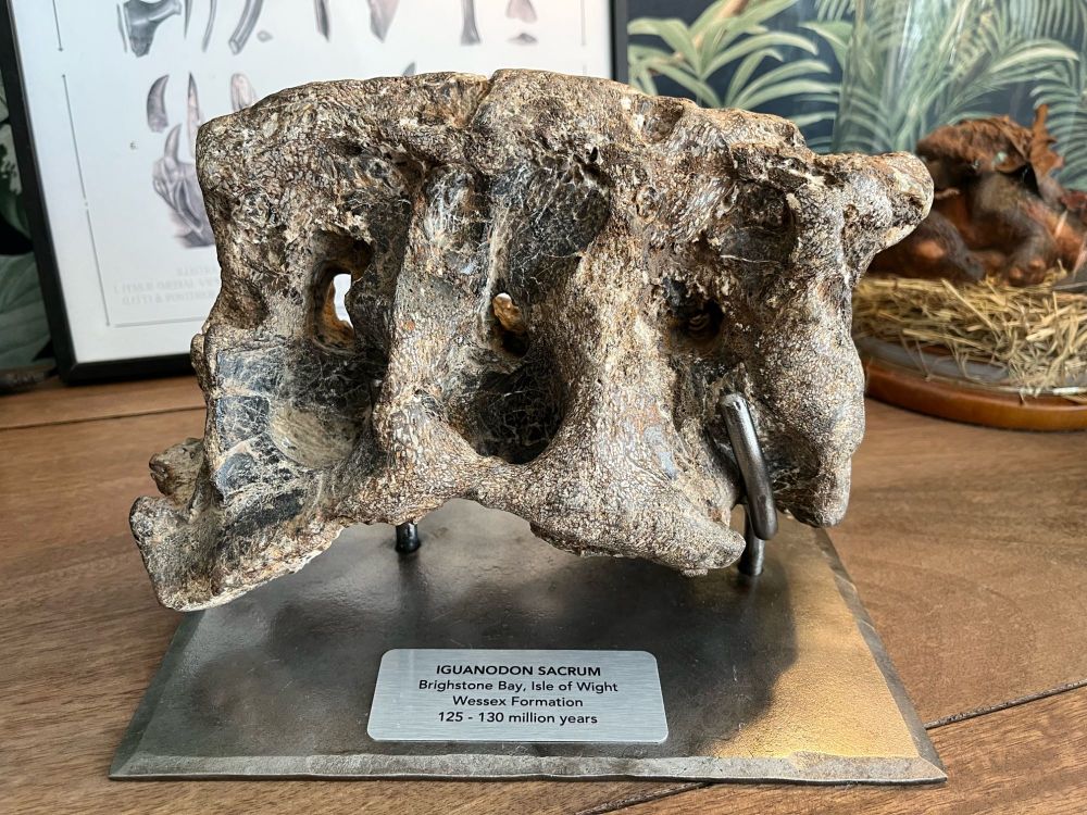 MUSEUM QUALITY Iguanodon Sacrum (Isle of Wight, UK)