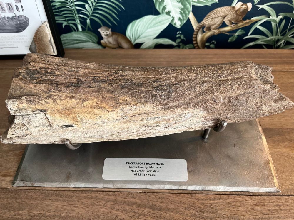 MUSEUM QUALITY Triceratops Brow Horn