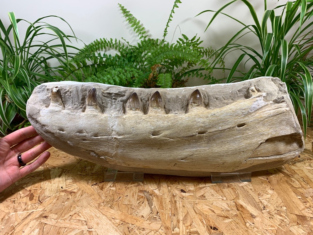 LARGE Mosasaur Jaw (17.75 inches)