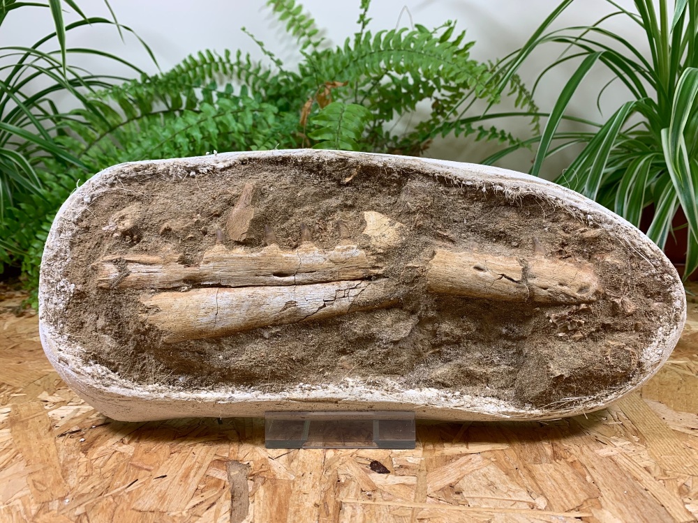 Mosasaur Jaw with Teeth #03
