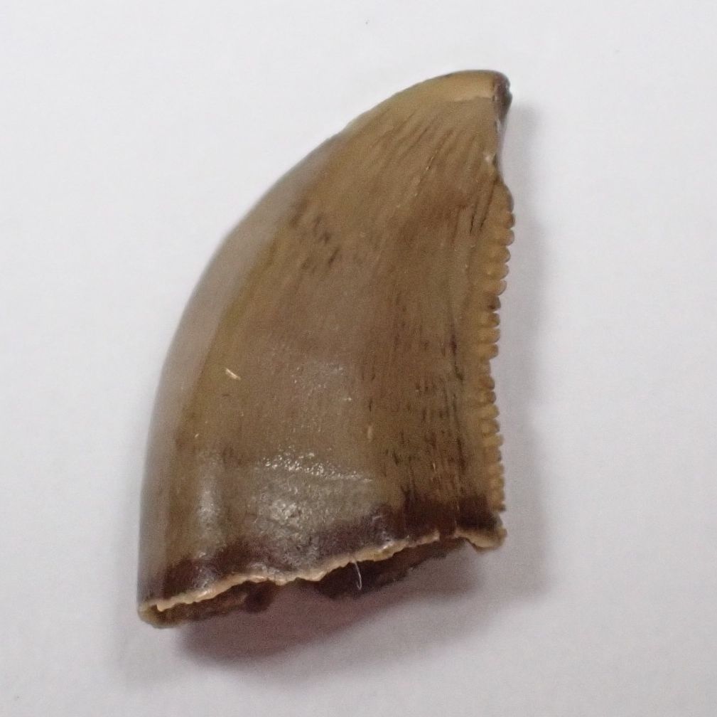 Saurornitholestes Dromaeosaur Tooth (Judith River Fm.) #04
