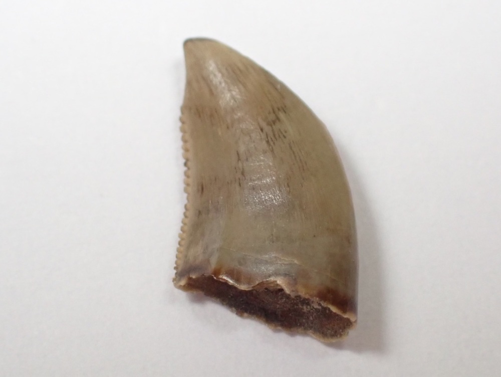 Saurornitholestes Dromaeosaur Tooth (Judith River Fm.) #04