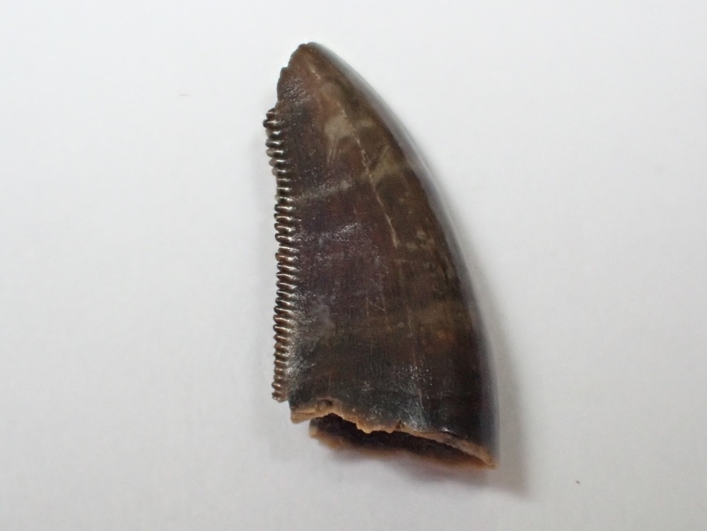 Saurornitholestes Dromaeosaur Tooth (Judith River Fm.) #06