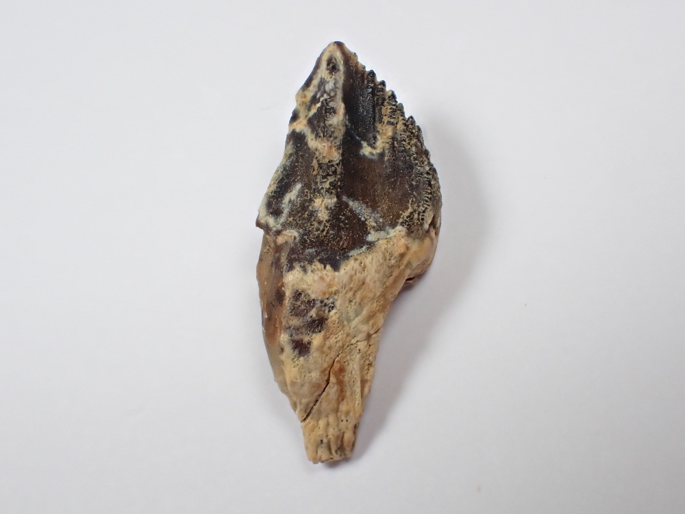 Ceratopsian Tooth (Judith River Fm.)