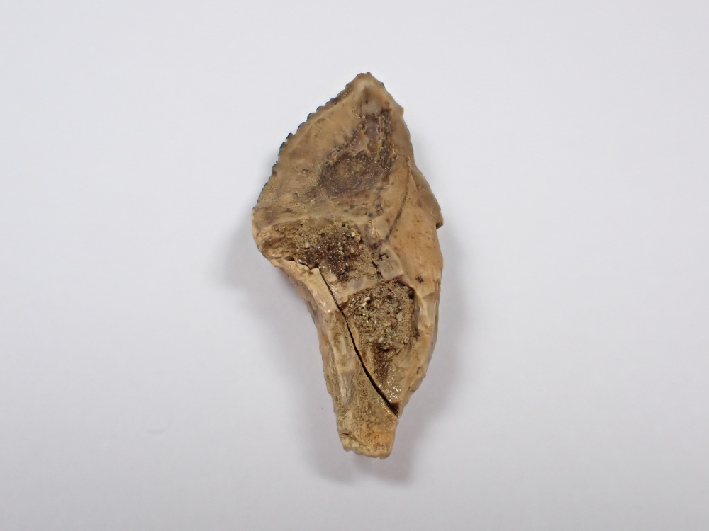Ceratopsian Tooth (Judith River Fm.)