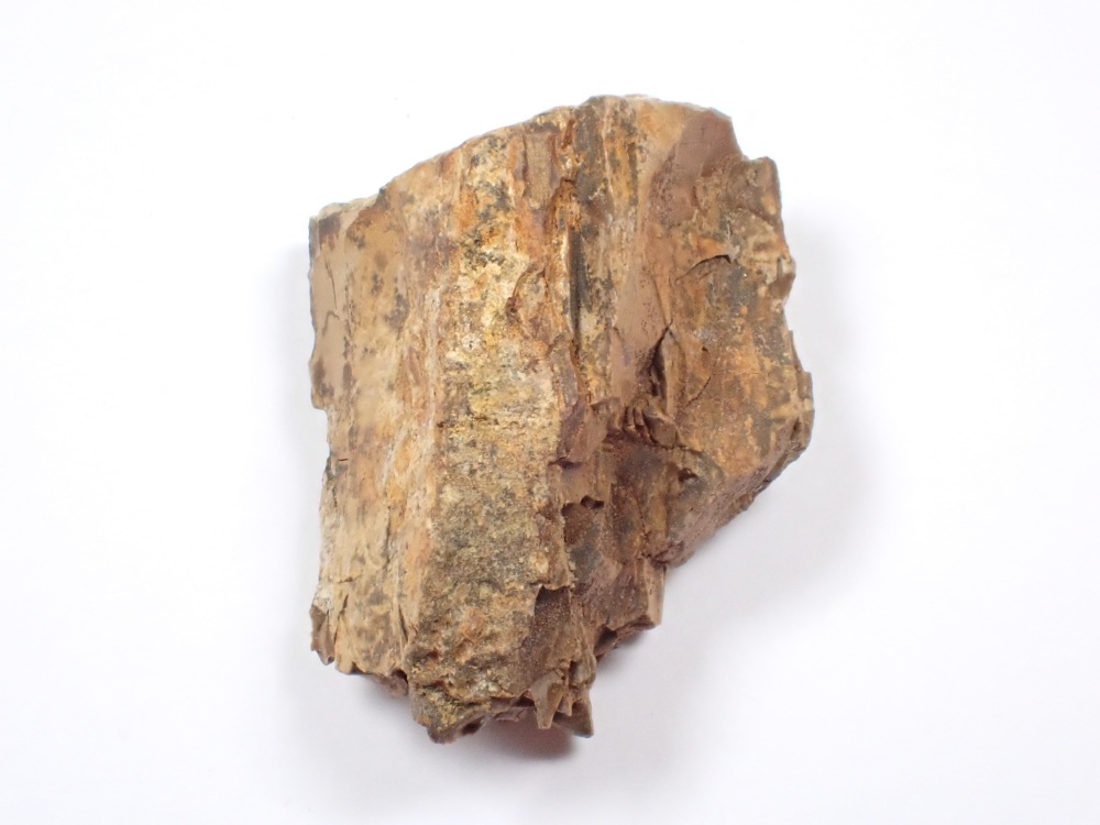 Daspletosaurus/Gorgosaurus Tooth Chunk #03