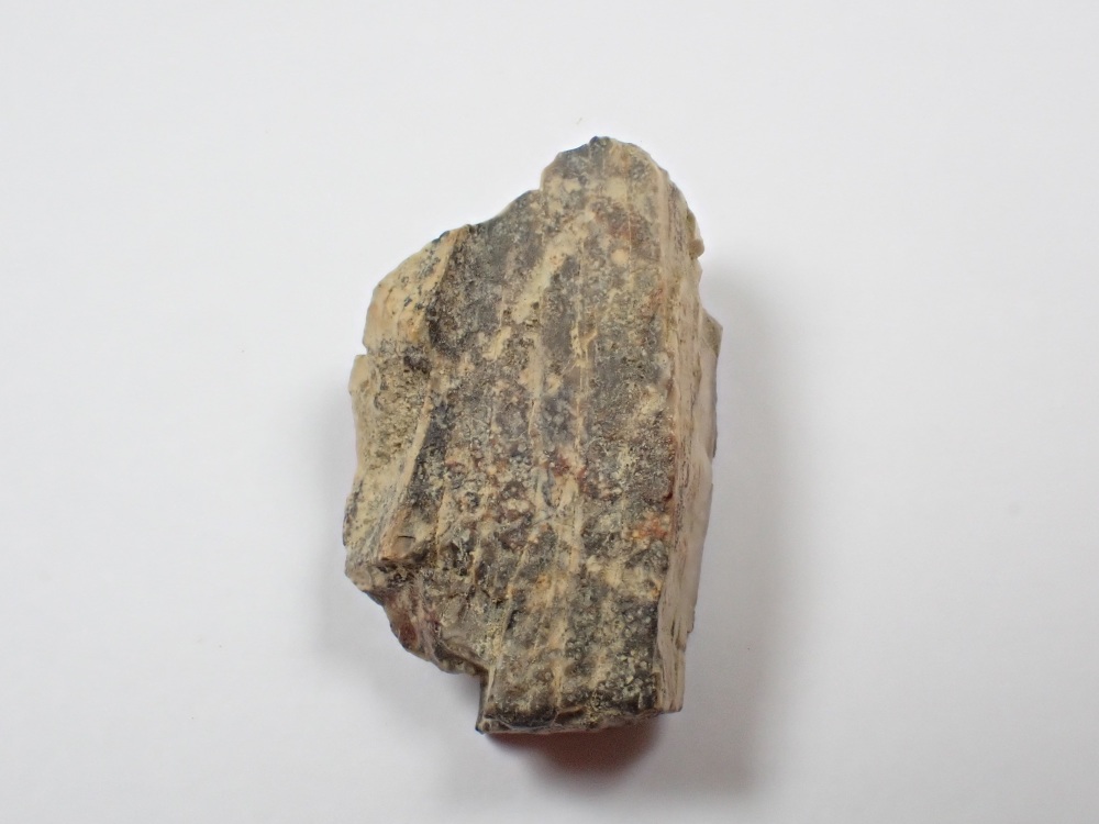 Daspletosaurus/Gorgosaurus Tooth Chunk #04