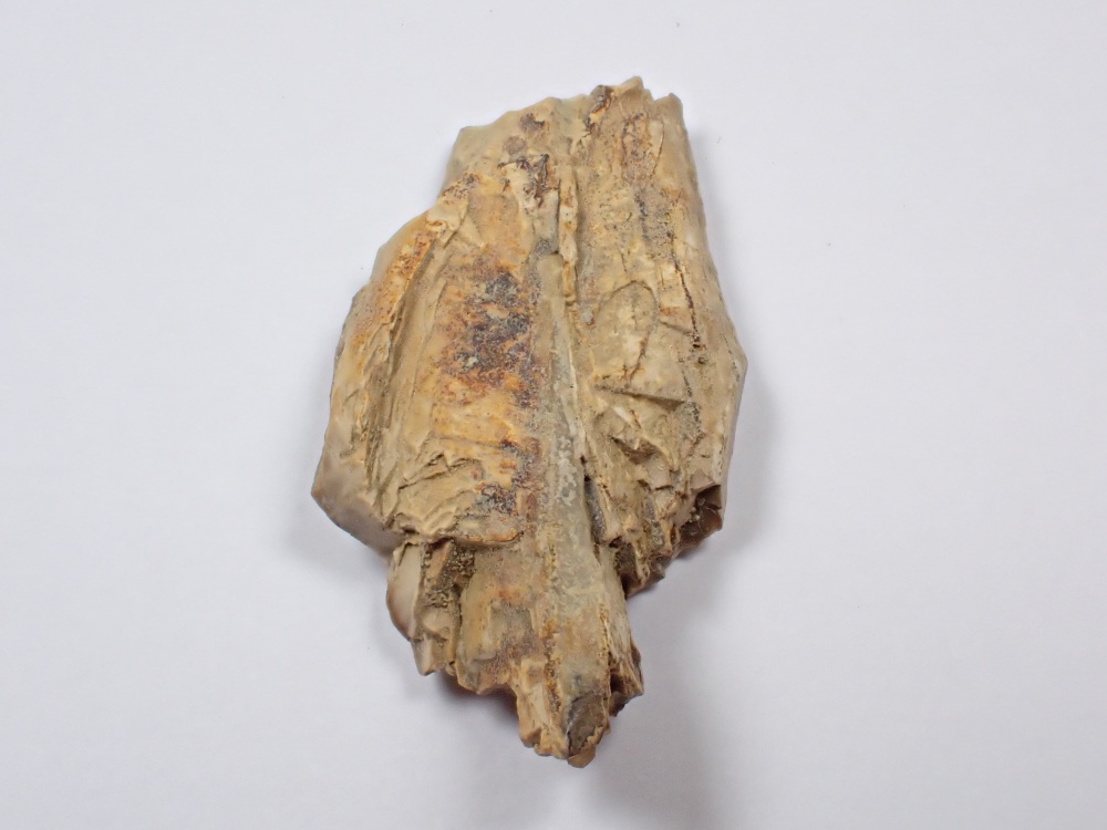 Daspletosaurus/Gorgosaurus Tooth Chunk #08
