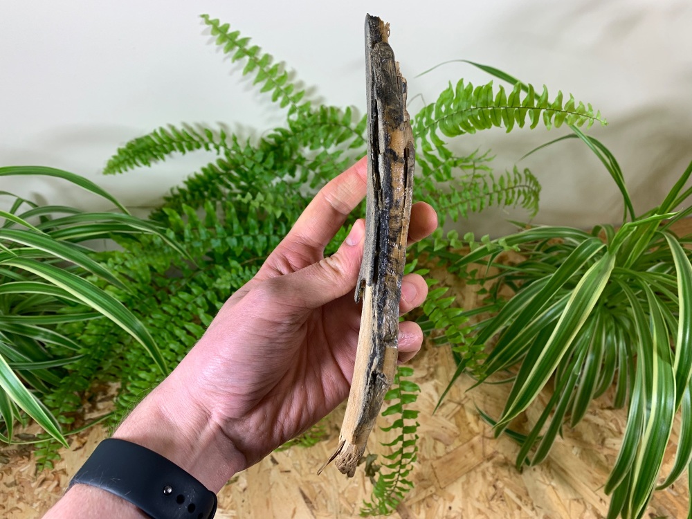 Woolly Mammoth Tusk (8.88 inches) #02