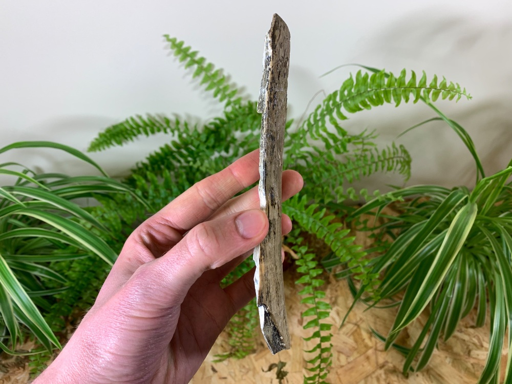 Woolly Mammoth Tusk (7.13 inches) #03