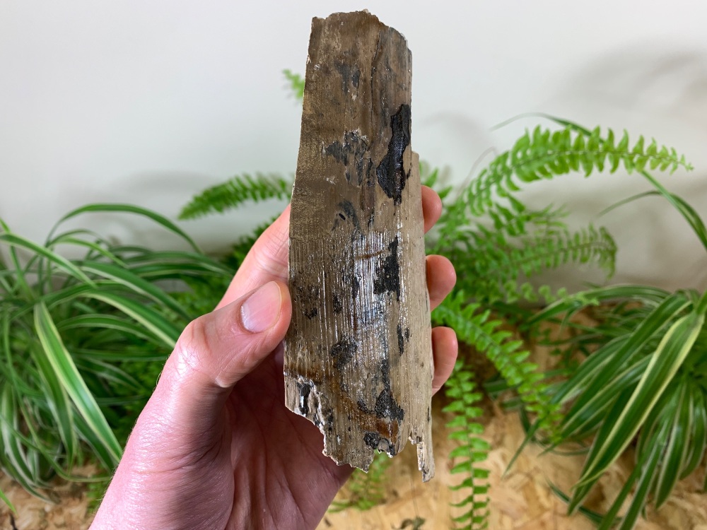 Woolly Mammoth Tusk (6.19 inches) #04