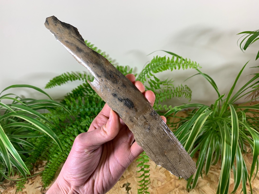 Woolly Mammoth Tusk (10.19 inches) #05