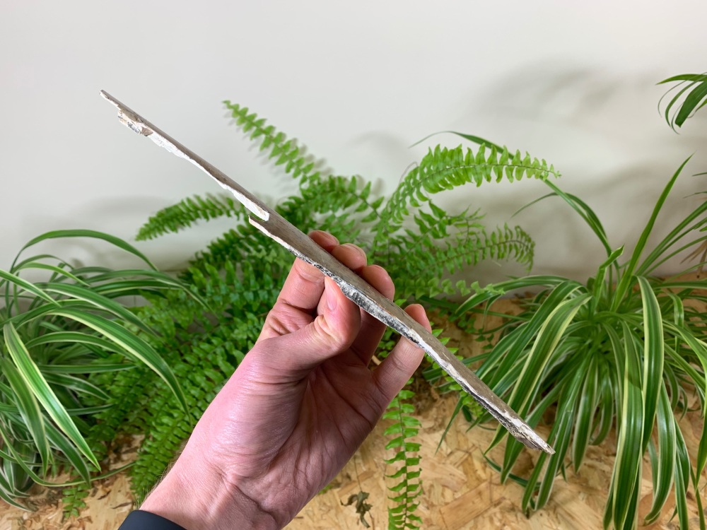 Woolly Mammoth Tusk (10.19 inches) #05